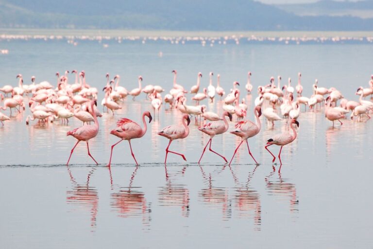 Lake Manyara National Park