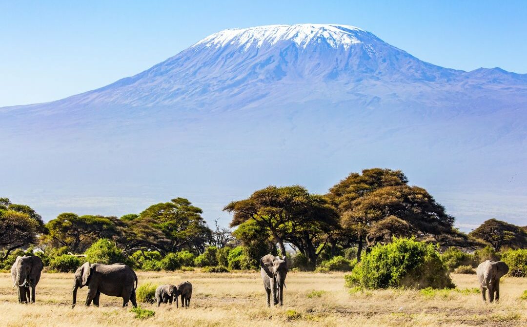 9 Days Mt. Kilimanjaro Trek – Northern Circuit Route