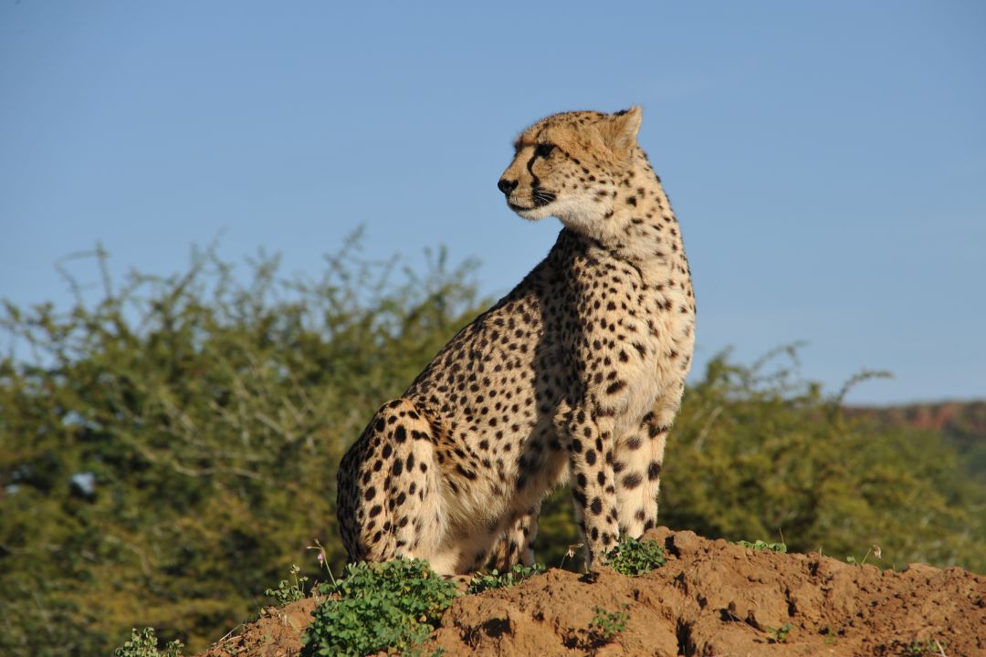 4-Day Serengeti & Ngorongoro Group Safari
