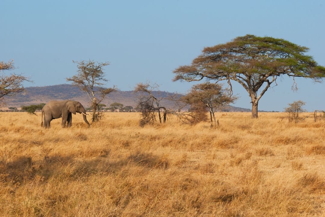 5-Day Best of Tanzania Group Safari